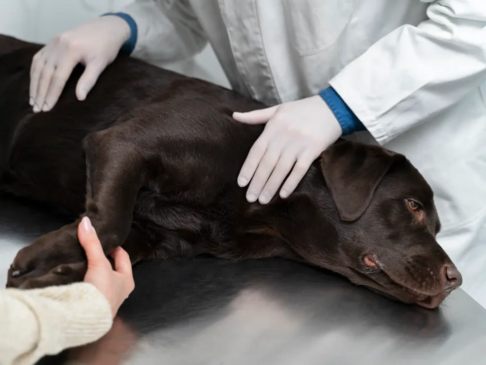 Labrador liegt auf dem Behandlungstisch und wird von zwei Personen untersucht