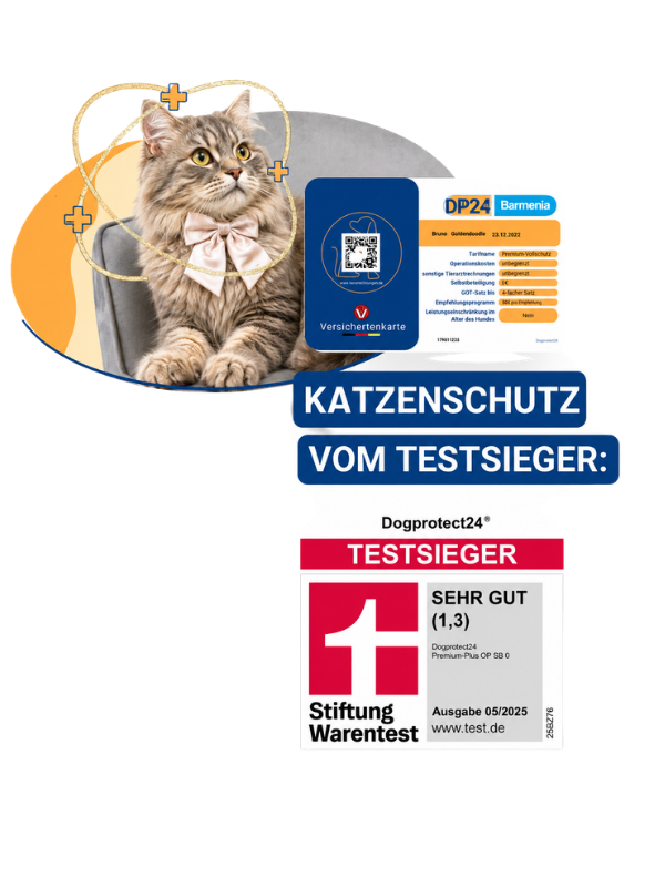 Katze OP-Versicherung – Katzen-OP-Versicherung