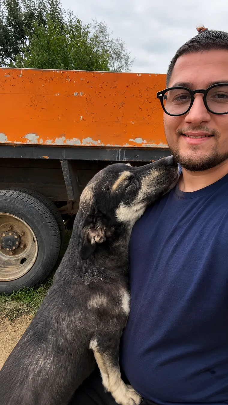 Großer Hund wird neben einem Lastwagen getragen