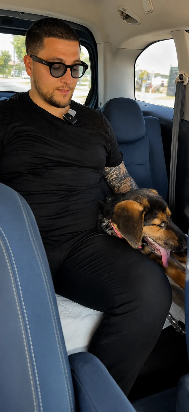 Hund auf dem Rücksitz während des Transports